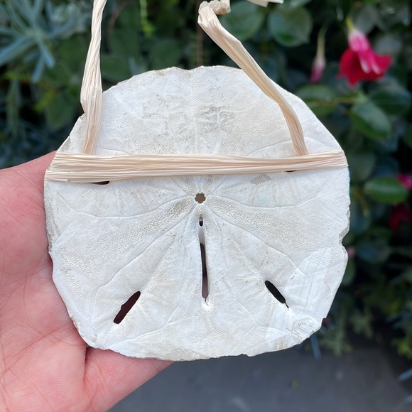 Hand painted sand dollar - Picture 3 of 13